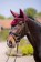Mosquero  -Mellow  Velvet-