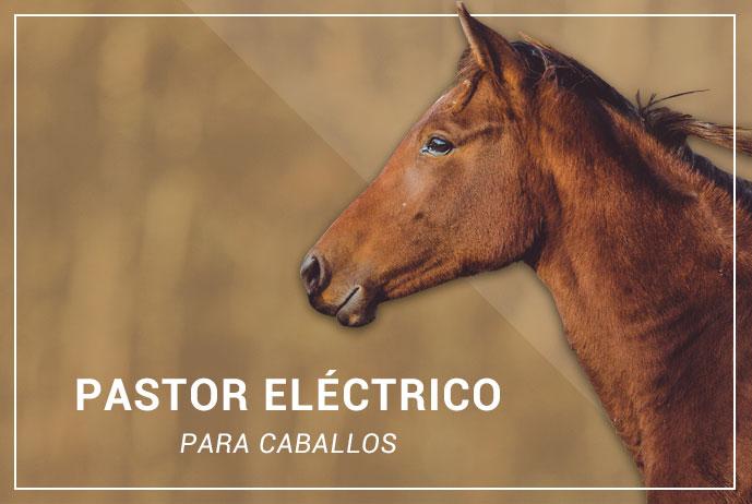 Pastor Electrico